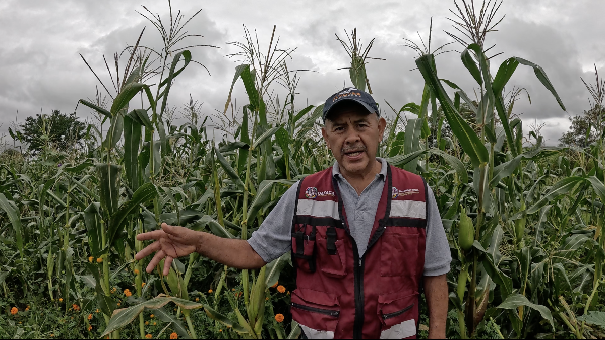 Carlos Cervantes Solís, técnico de SEFADER. (Foto: CIMMYT)